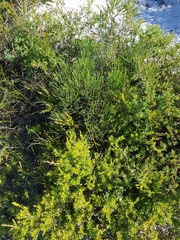 Jacksonia stackhousei