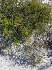 Jacksonia stackhousei