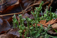 Cladonia gracilis image