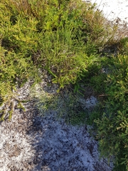 Jacksonia stackhousei