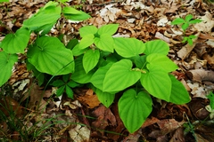Dioscorea villosa