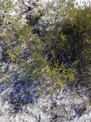 Jacksonia stackhousei