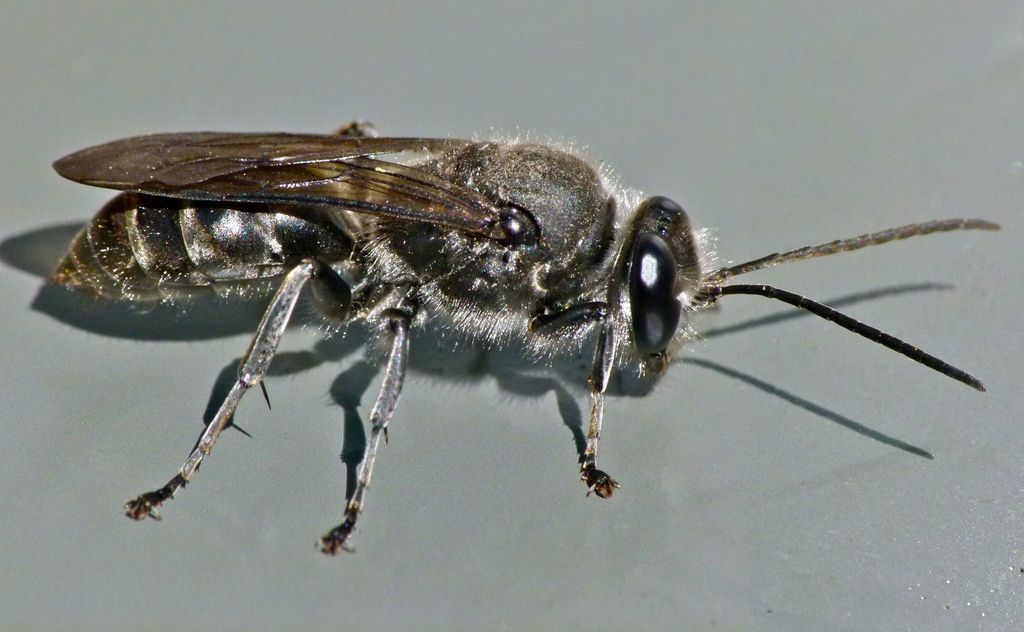 New Zealand Mason wasp