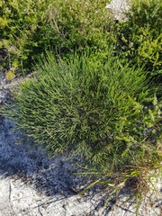 Jacksonia stackhousei