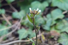 Arabidopsis thaliana