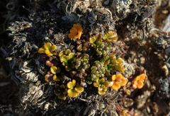 Azorella hydrocotyloides