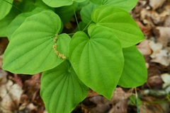 Dioscorea villosa