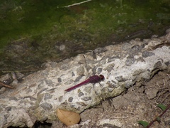 Orthemis macrostigma