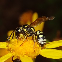Stenodynerus anormis