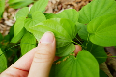 Dioscorea villosa