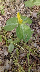 Trillium luteum