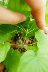Dioscorea villosa