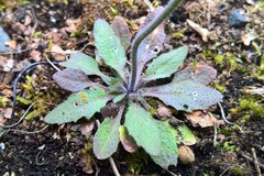 Arabidopsis thaliana