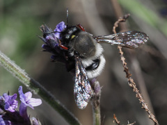 Megachile canescens