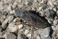 Cuerna striata
