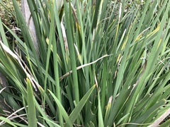 Dietes grandiflora