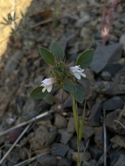 Acanthomintha lanceolata