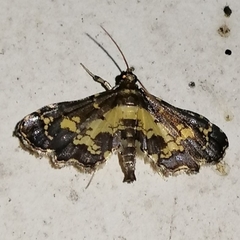 Eurrhyparodes bracteolalis