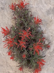 Castilleja scabrida