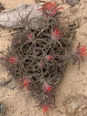 Castilleja scabrida