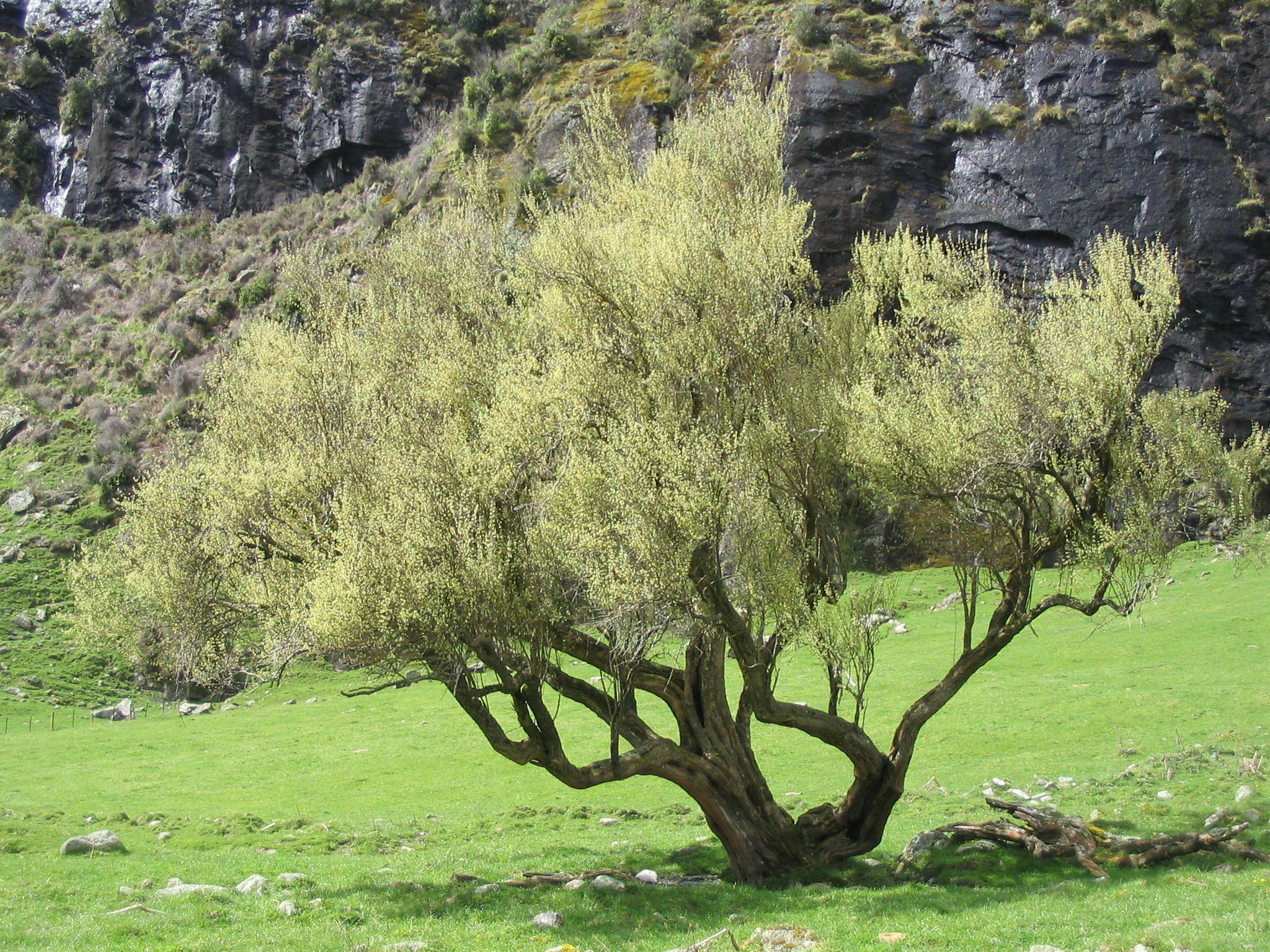 Image of Olearia hectorii by (c) John Barkla, some rights reserved (CC BY)