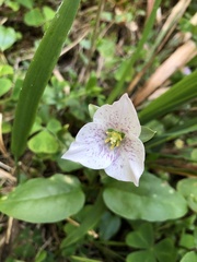 Pseudotrillium rivale