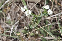 Valerianella amarella