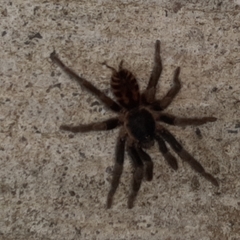 Davus fasciatus