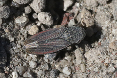 Cuerna striata