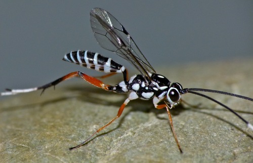 Glabridorsum stokesii photo 3