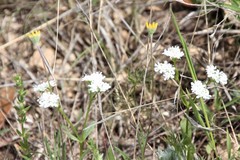 Valerianella amarella