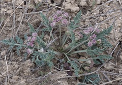 Vesper montanus