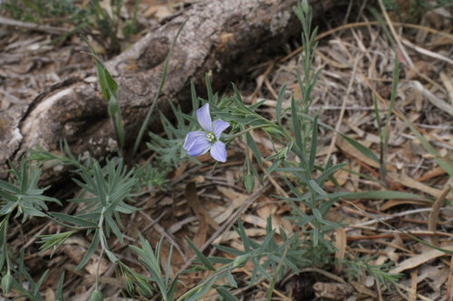 Meadow flax (Linum pratense)