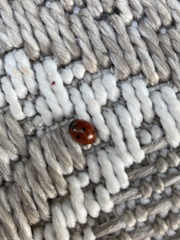Coccinella septempunctata