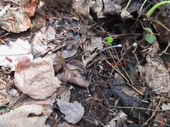 Moellerodiscus capillipes