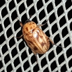 Cyclocephala lunulata