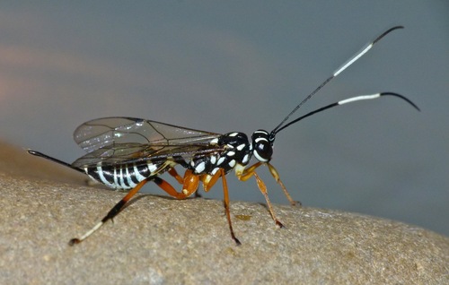 Lemon Tree Borer Parasitoid Wasp photo 4