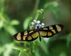 Thyridia psidii cetoides