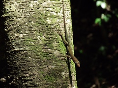 Anolis luciae