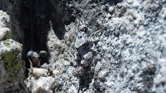 Circotettix shastanus