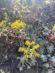 Sedum spathulifolium
