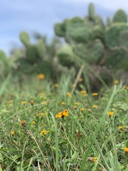 Sclerocarpus uniserialis