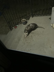 Didelphis virginiana