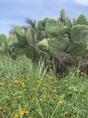 Sclerocarpus uniserialis