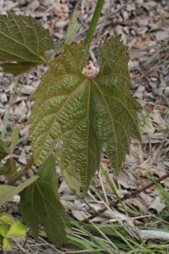 Image of Vitis acerifolia by (c) Reid Hardin, some rights reserved (CC BY)