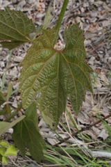 Vitis acerifolia