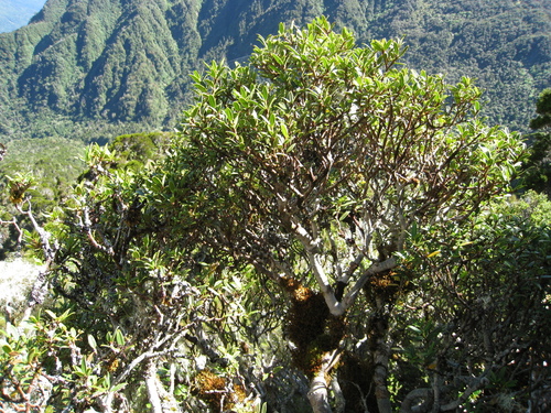 Pseudopanax linearis (Hook.fil.) K.Koch