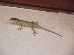 Anolis luciae