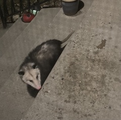 Didelphis virginiana