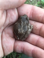 Pseudacris hypochondriaca